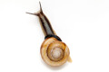 Caucasotachea calligera Megri, Armenia, adult, import, 32mm